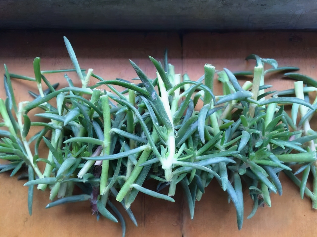 扦插的落地生根多少天可以生根,扦插新手