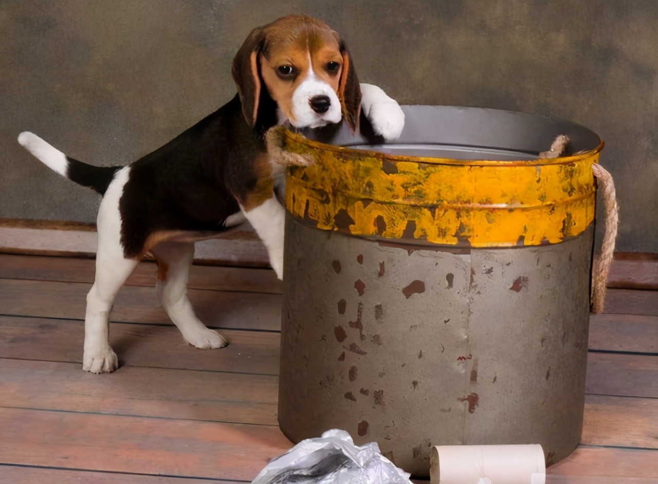 狗狗缺乏微量元素吃什么,狗狗微量元素哪个牌子好