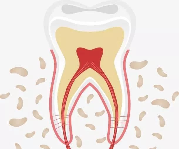 牙釉质不能再生牙齿为何不会变小,央视点评牙釉质是否可再生