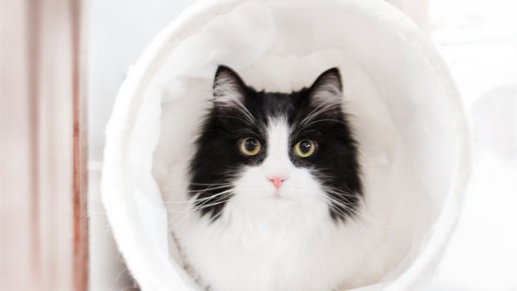 猫咪很容易受惊吓吃什么能缓解,猫咪铲屎官注意事项