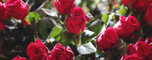 怎么种花草盆栽,柚子种子怎么培育发芽