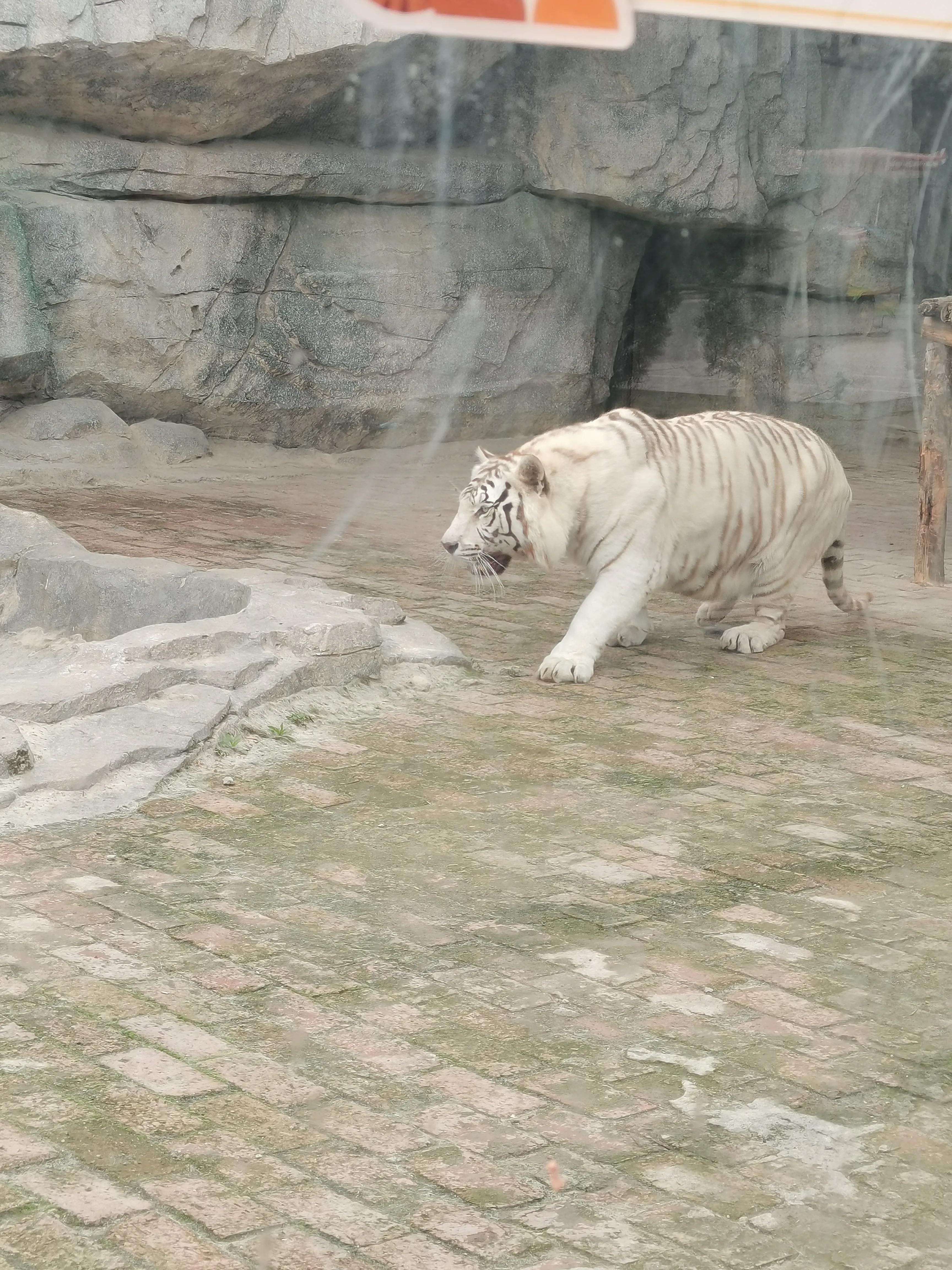济南野生动物园和宿州野生动物园,宿州野生动物园到宿州皇藏峪