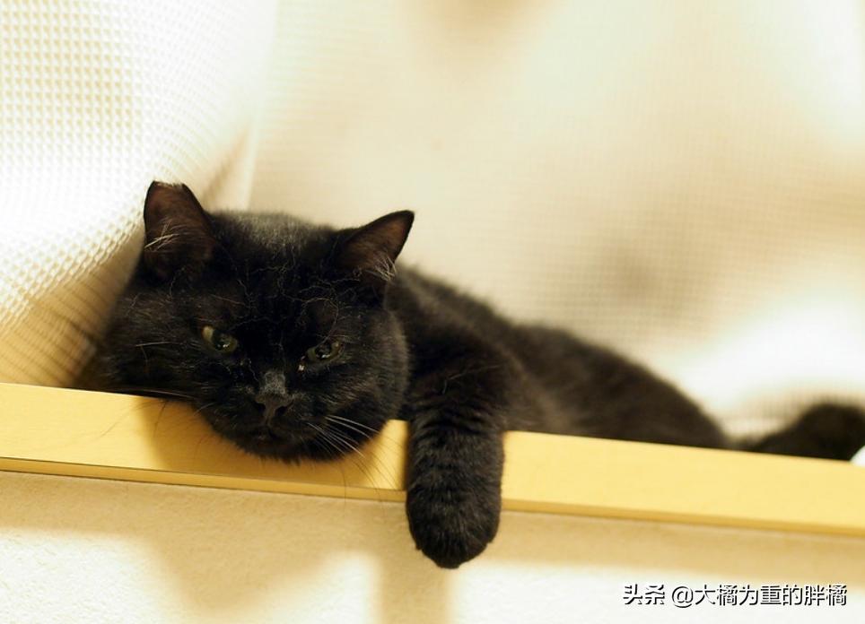 让猫咪在家不孤单,新手养猫怎么能让猫咪只黏自己