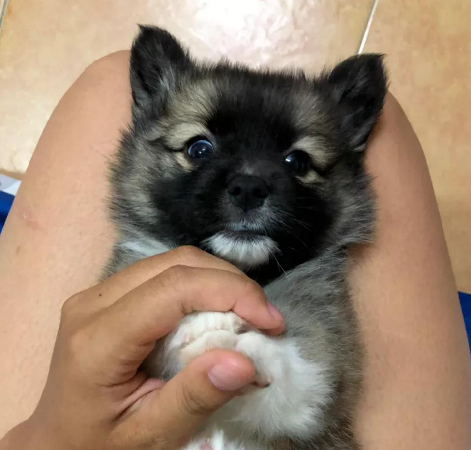 养了一只柯基狗,养了一只柯基是什么样子