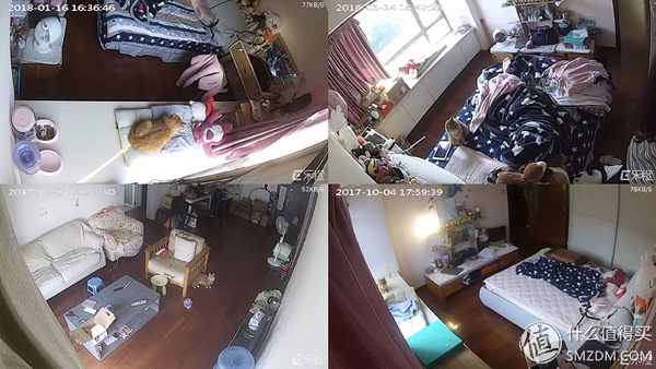 白天不在家猫喂食怎么办,白天不在家猫怎么养