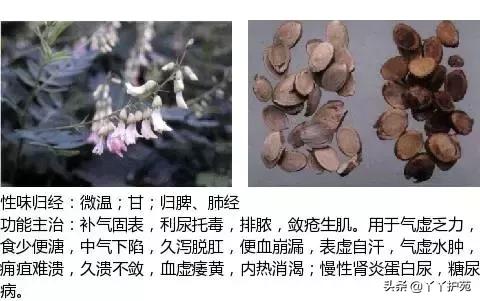农村身边的中草药主治与功效,中草药全图谱与功效