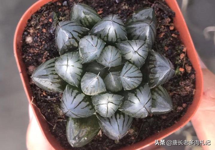 多肉玉露为什么会有虫,玉露多肉上面长的东西是什么