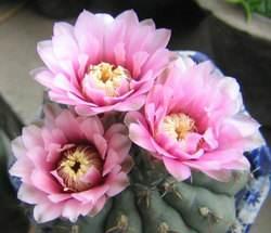 太极莲仙人球,狂莲仙人球