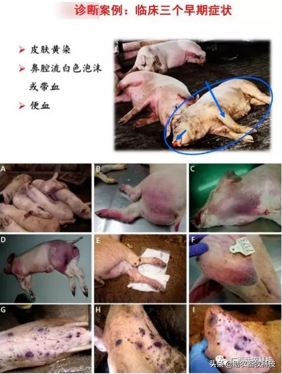 猪场感染非瘟几天消一次毒 (如果猪场出现非瘟还有生存希望吗)