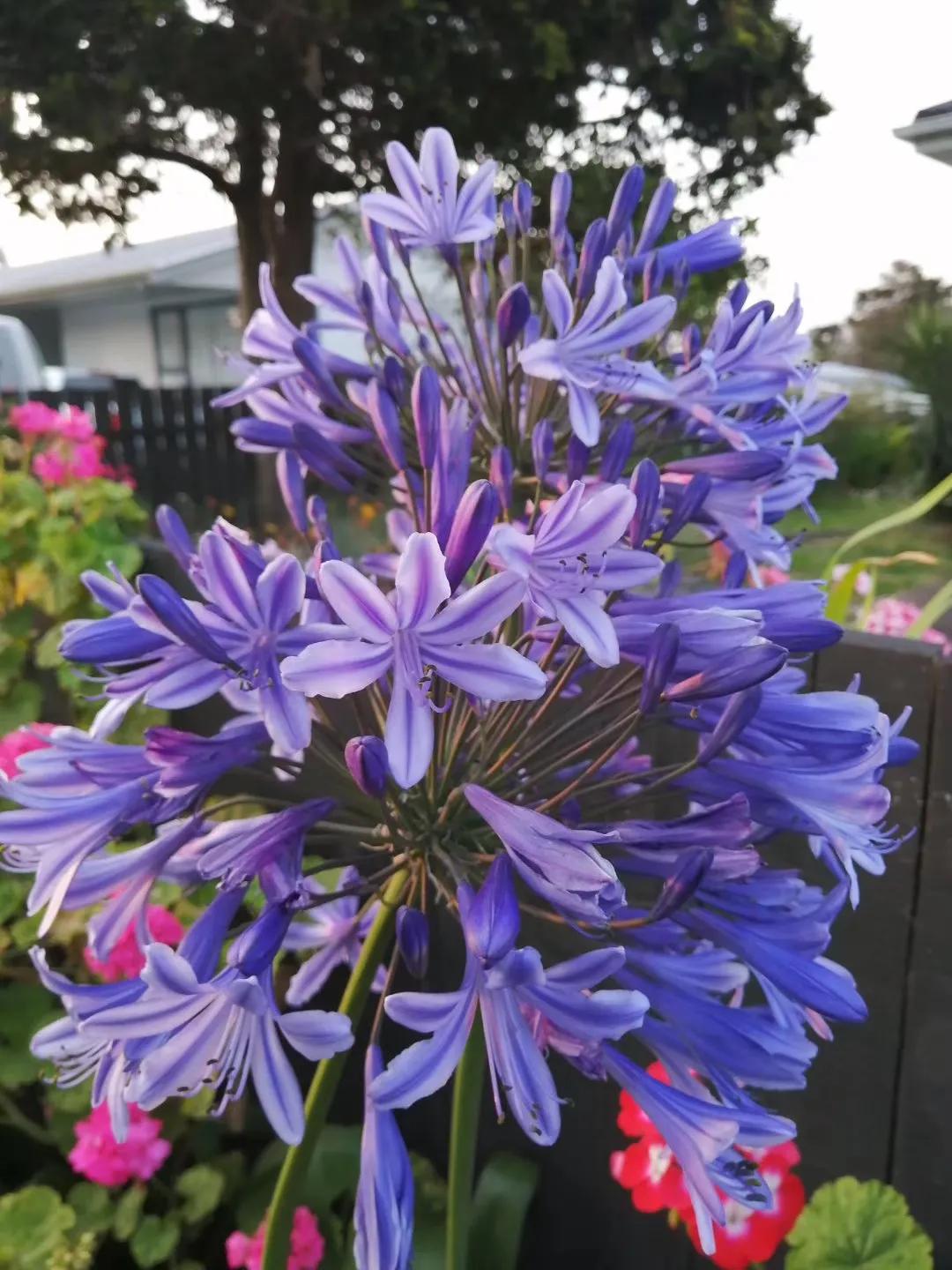 记忆中的旅行之新西兰(北岛)