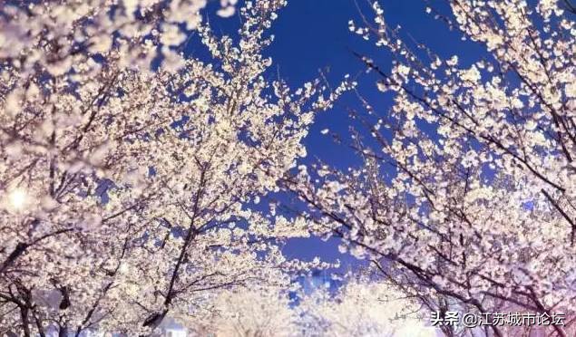 台湾学生拍电影,台湾学生南京