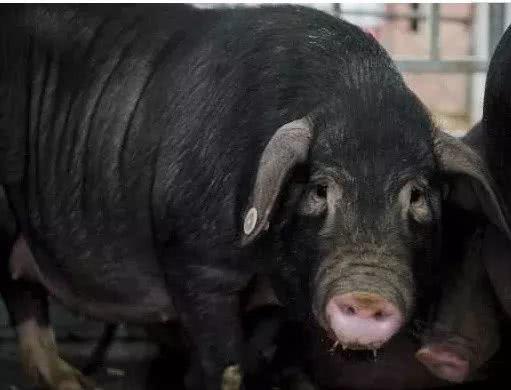 苏轼笔下的猪肉为何如此美味？微生物发酵饲料助力生态肉禽养殖