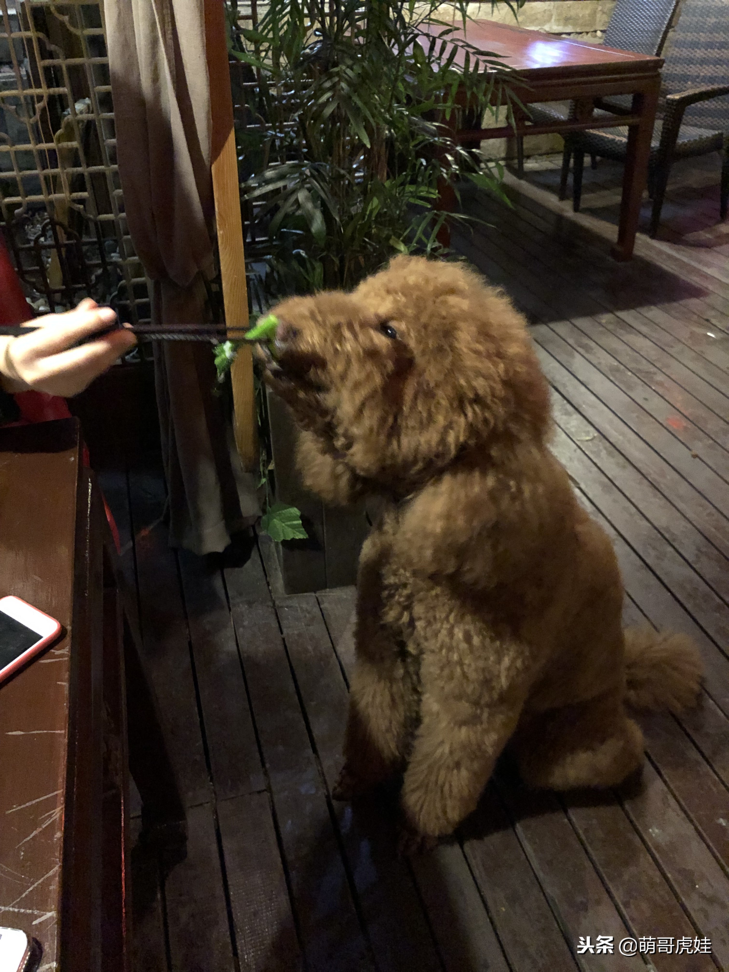 自从养了一只狗偷偷吃东西,自从养了狗偷吃东西都得偷偷摸摸