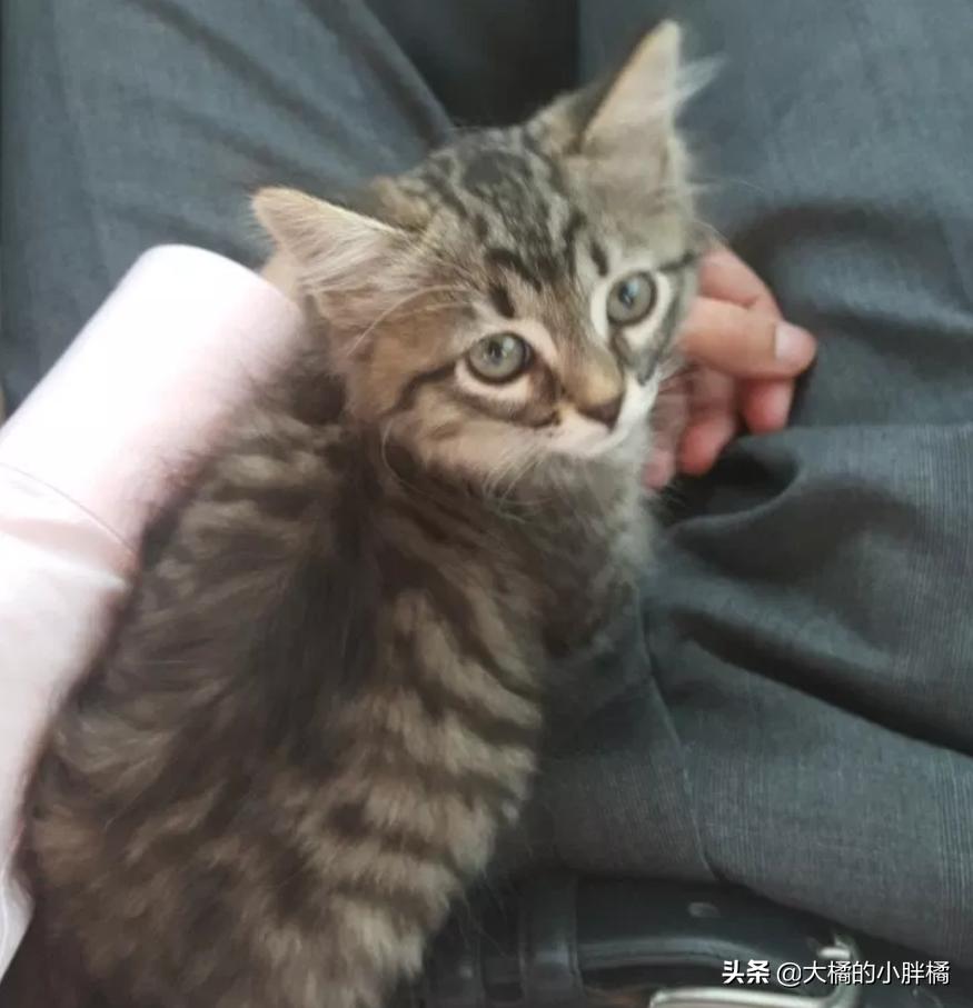 小猫多年后再次见到主人的反应 (盘点小猫相遇的时候他们的反应)
