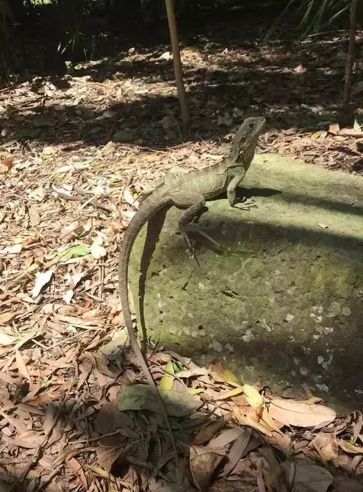 澳大利亚旅游抱考拉,麻麻游记视频大全