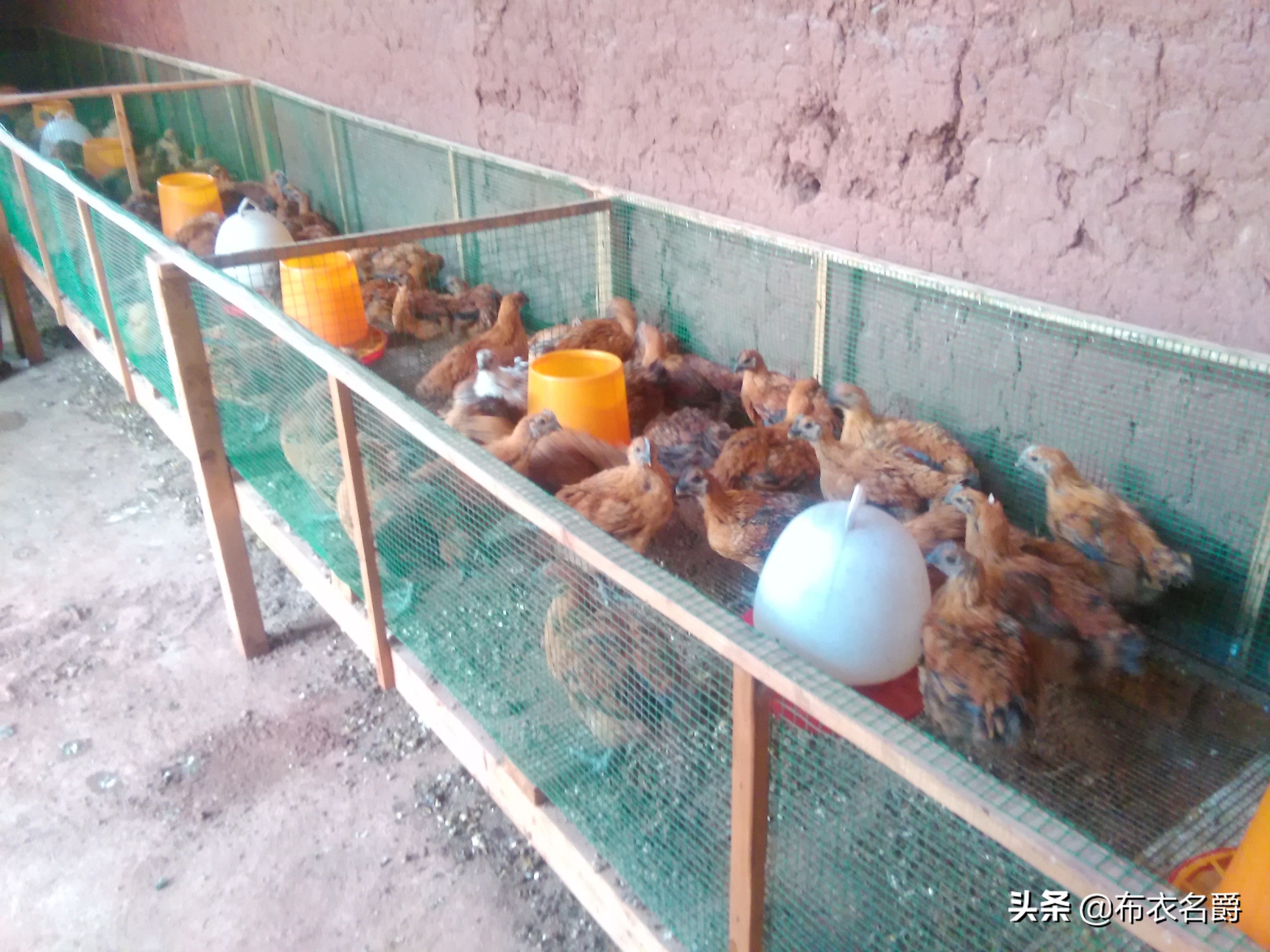 兽医牛病实用手册,犊牛腹泻体虚治疗方法