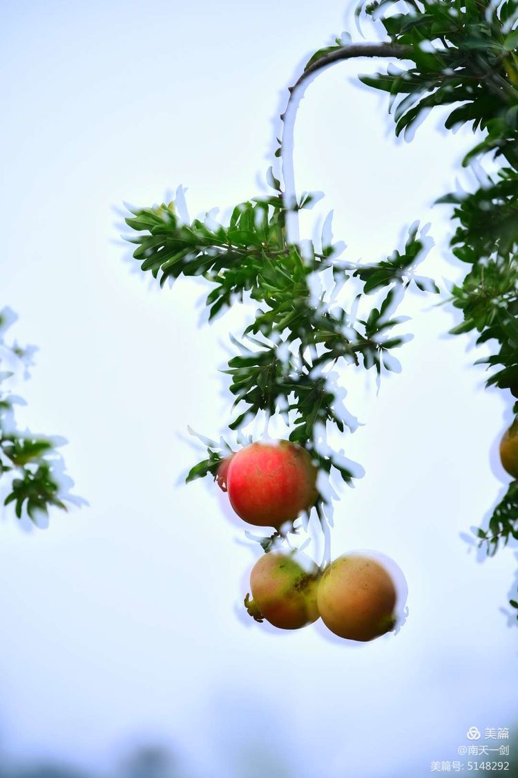 石榴一般几月份熟,石榴怎么判断熟了