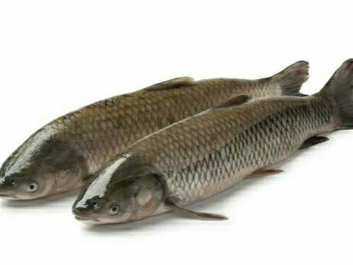 鲤鱼和草鱼的营养区别,鲤鱼与草鱼哪个有营养