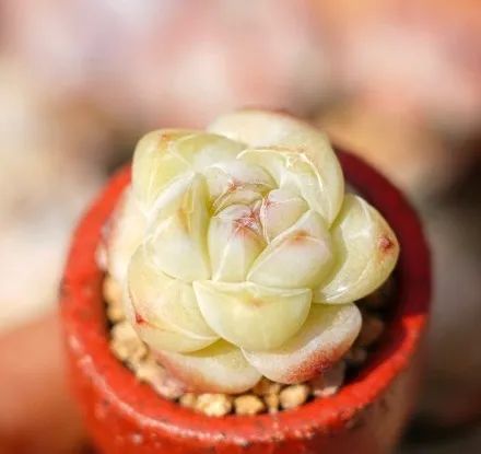 有暗纹的多肉有哪些,暗纹系多肉有哪些