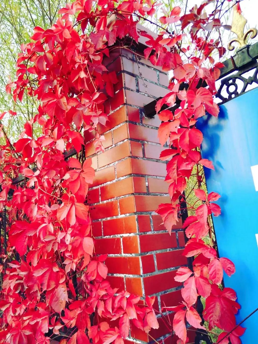 初冬爬山虎美文,散文爬山虎