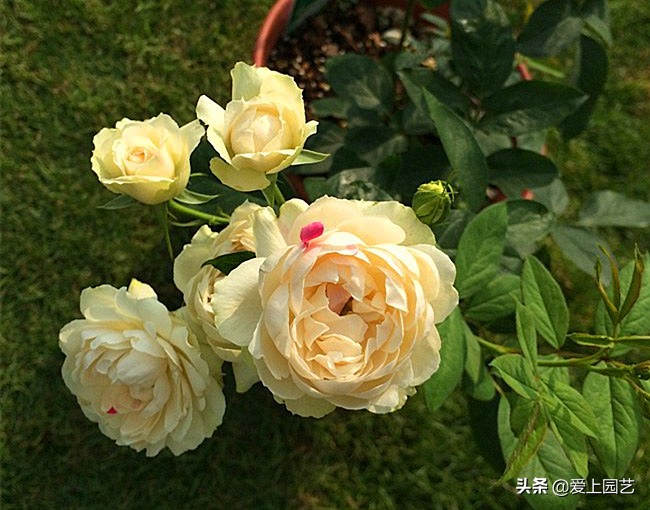 十种最漂亮的月季,最迷人的月季花墙搭配图