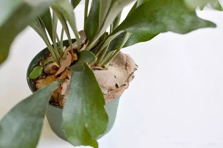 置爱|植物1.0是种在盆儿里的,植物2.0都趴在墙上的