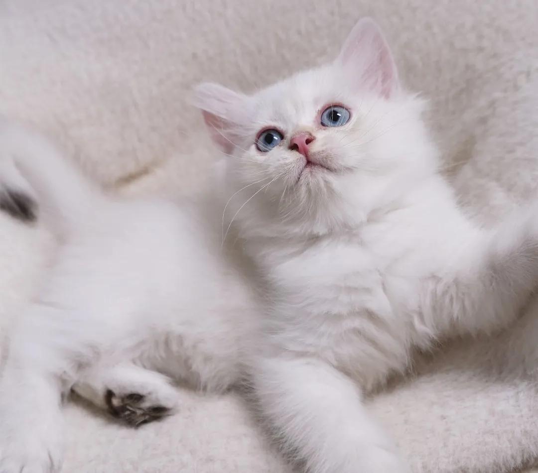 猫咪拉屎带的血该吃什么药,猫咪拉屎屁股上有血