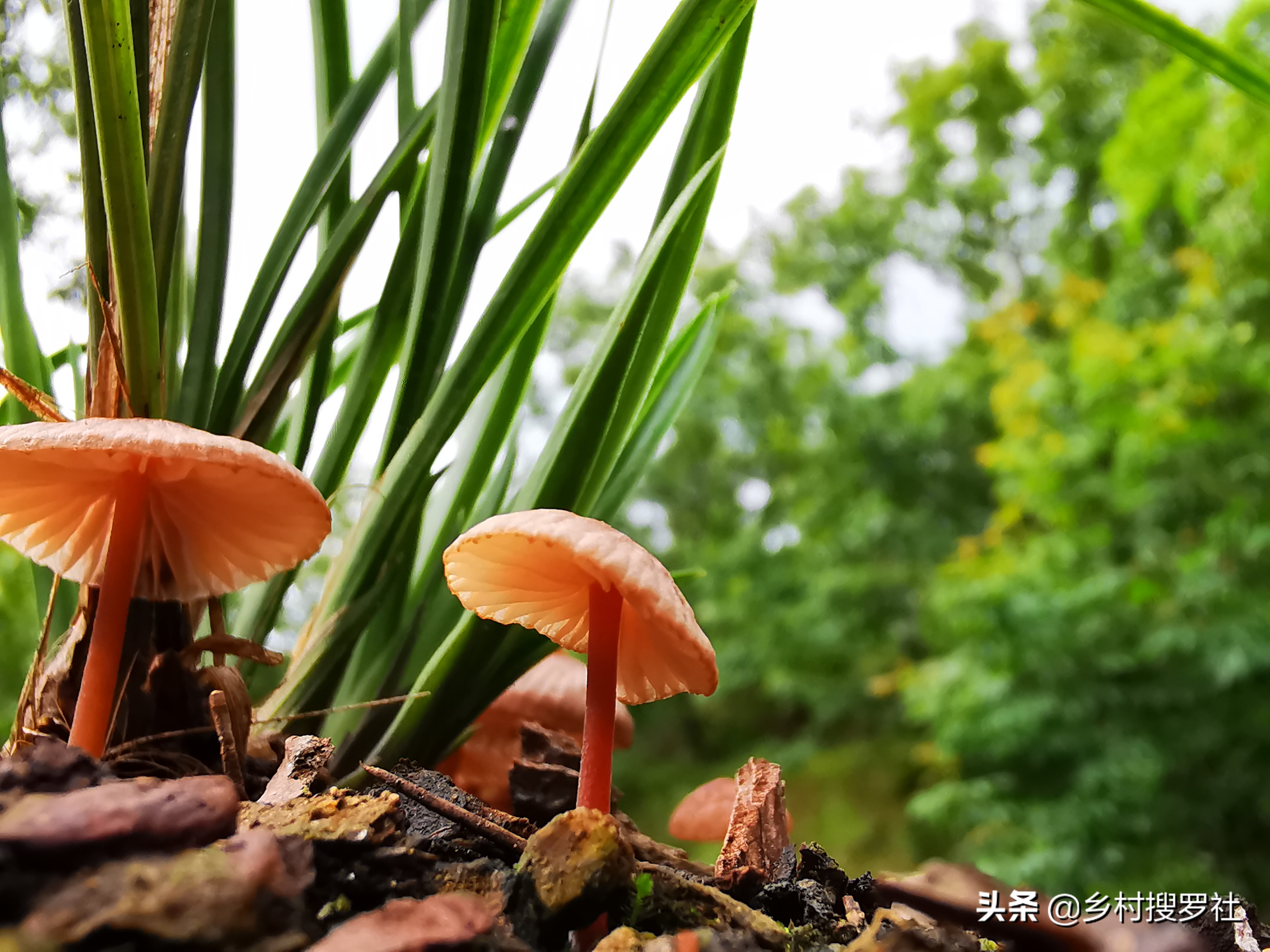 兰花盆里长蘑菇了是怎么回事,兰花盆里长的小虫子怎么办