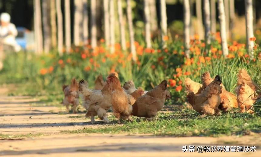 鸡干吃不上膘有什么好办法,鸡干吃不长是什么原因
