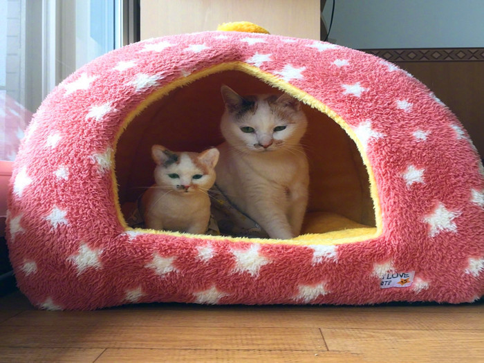 铲屎官救助流浪猫,铲屎官与流浪猫猫的日常