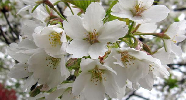 热门的樱花又到最佳种植季,什么樱花适合盆栽