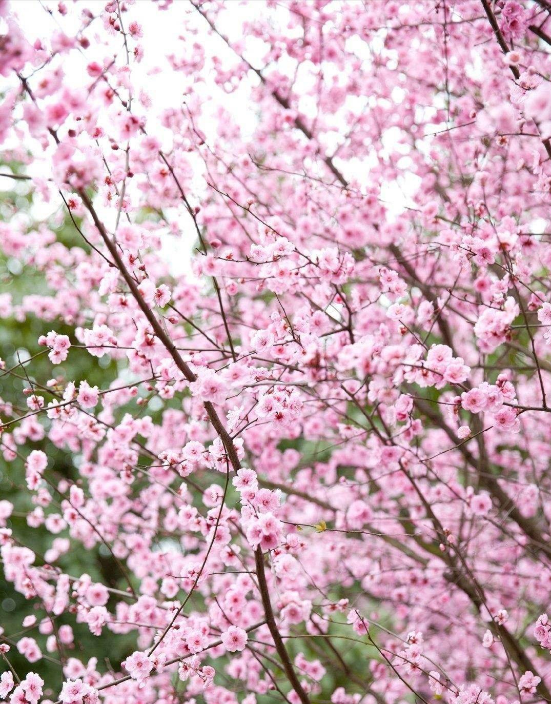 照母山环境,照母山山林