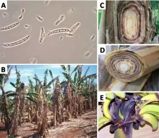 2021年在缅甸种植香蕉有危险吗,香蕉种植有霜冻怎么办