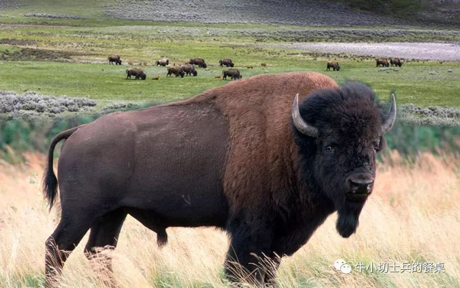 印第安人狩猎美洲野牛,美洲野牛印第安人