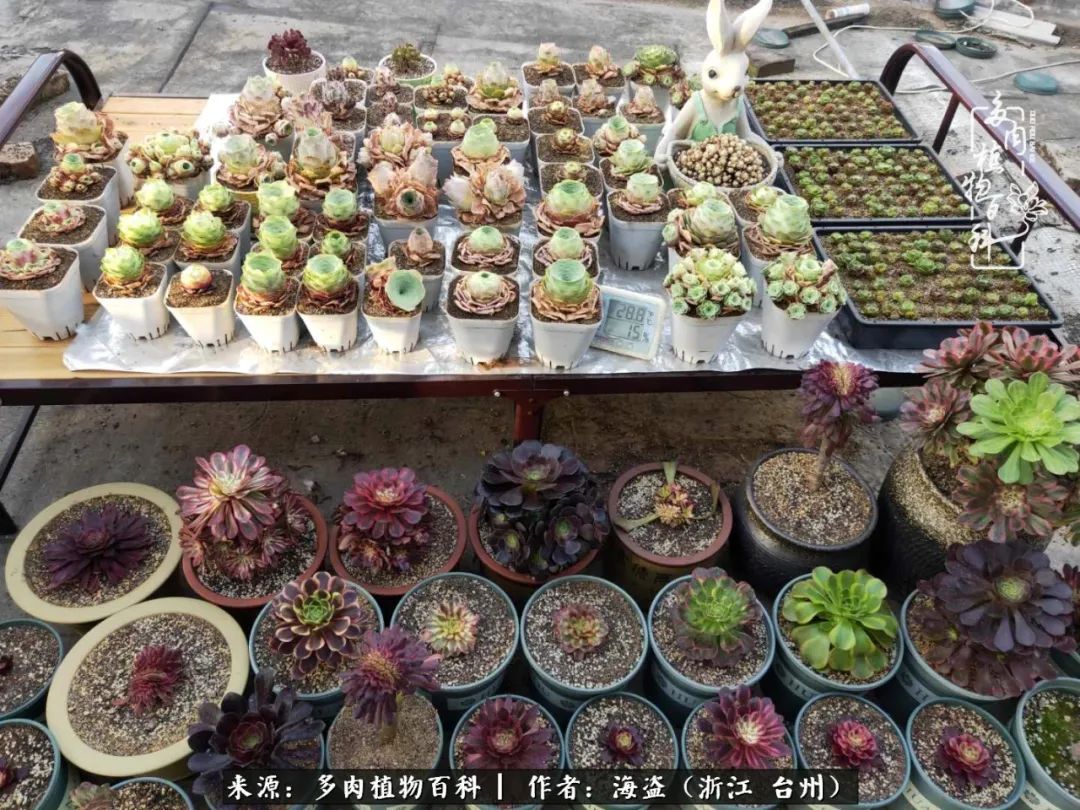 独爱玫瑰与法师！解密金老板和他的屋顶御花园