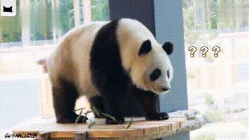 团子在泰国,团子外国