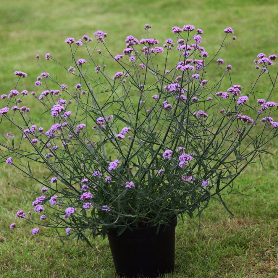 10种耐旱的花,户外耐旱不喜阳光开花小灌木