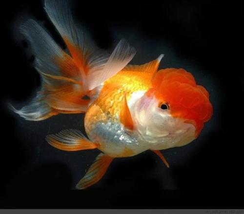 草金鱼可以和其他品种金鱼混养吗,鹅头红金鱼和珍珠金鱼可以混养吗