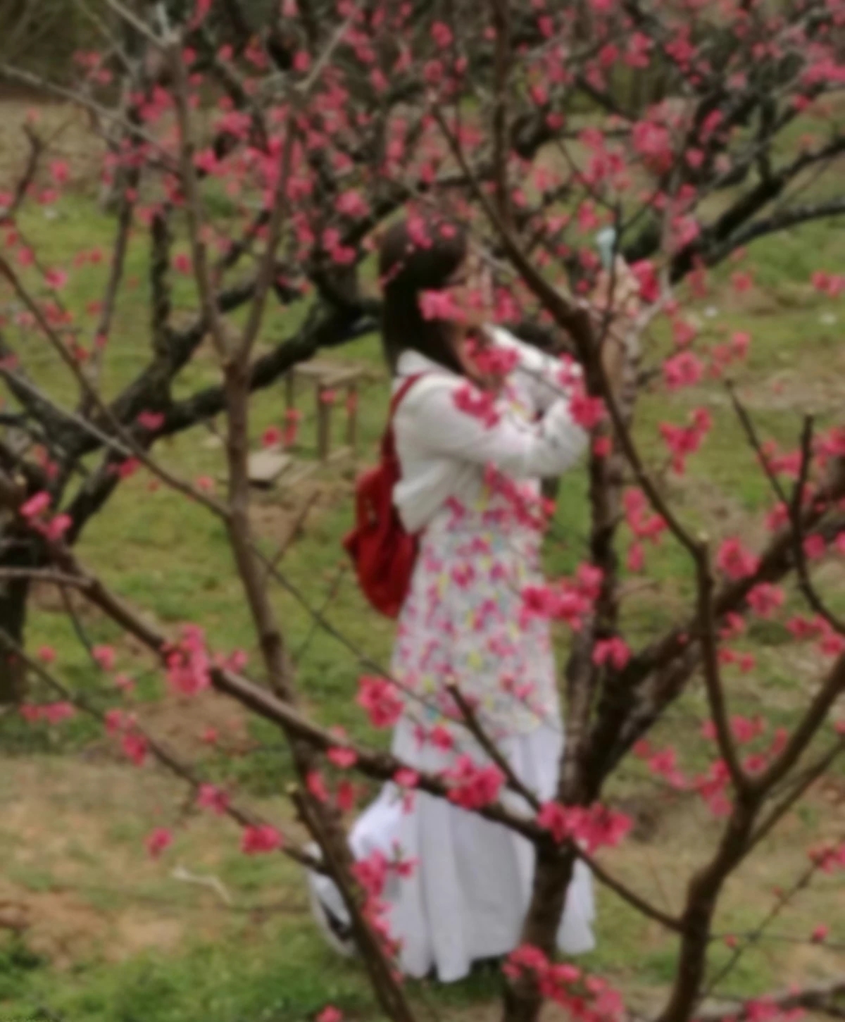 赋词千行,把酒千觥,烟墨流年聊寄仄平中丨薰衣2019诗词集