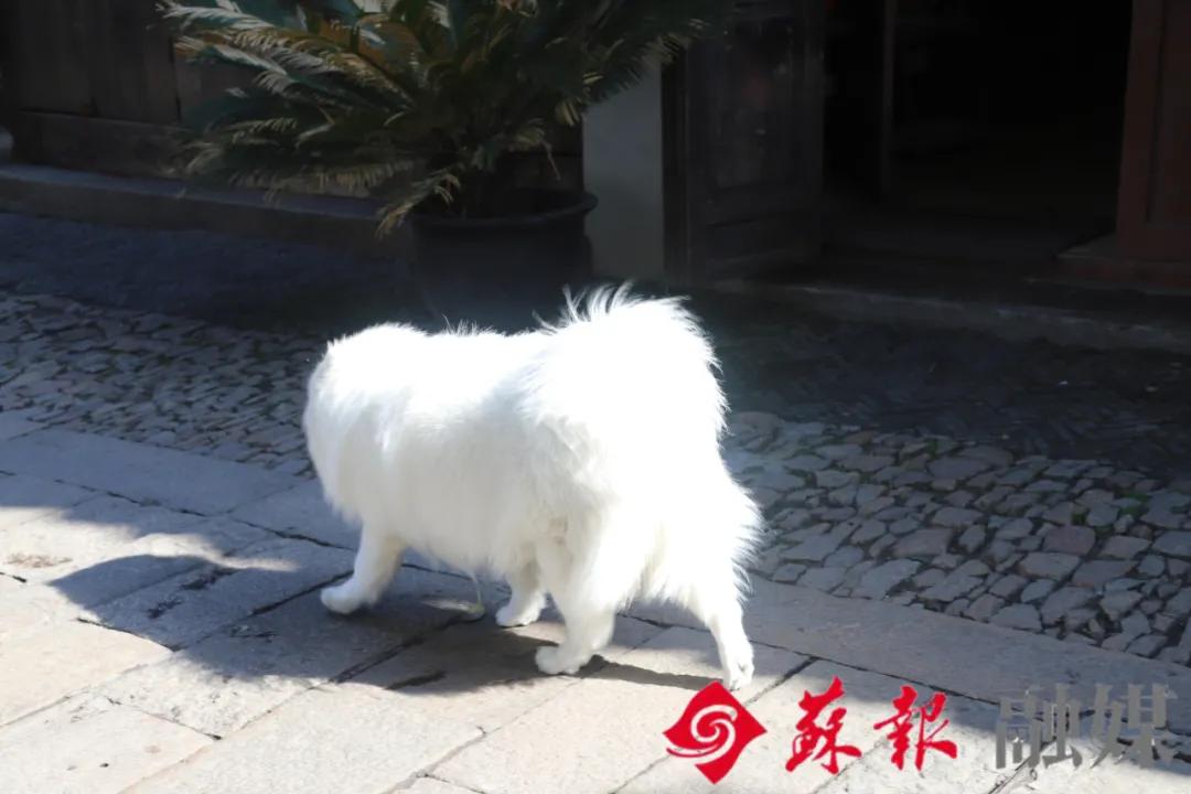 苏州旅游必打卡的10个景点,苏州适合周末放松的景区