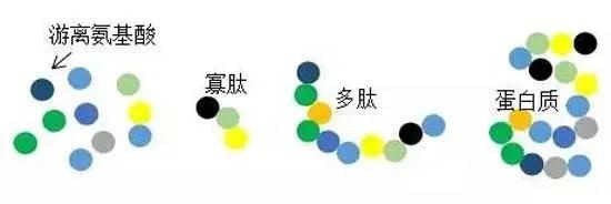 早碳水午蛋白晚维生素能减肥吗,减肥期间碳水蛋白质维生素的比例