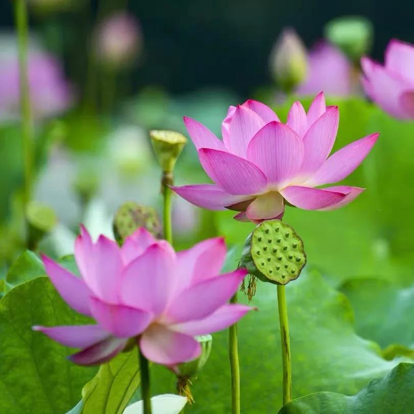 十二生肖对应的幸运花是什么花,十二生肖各该种什么花