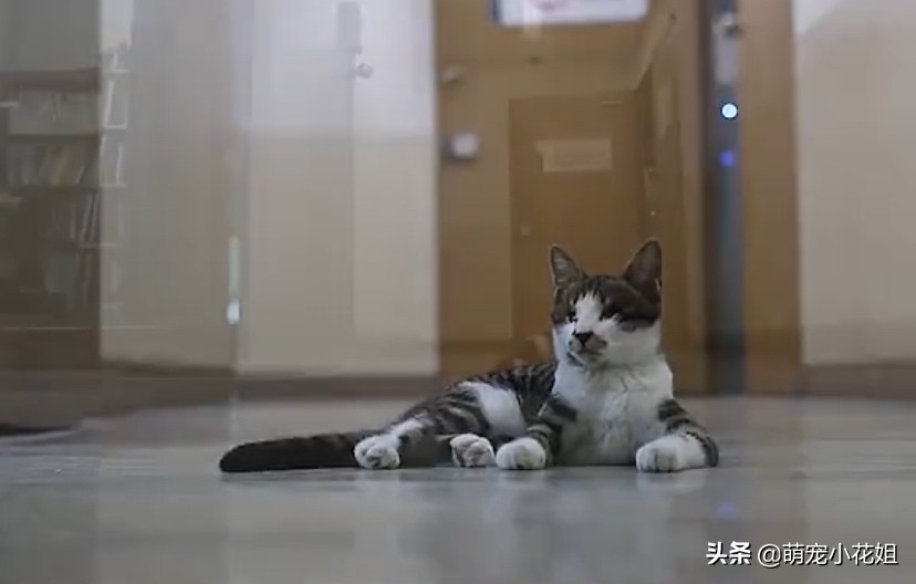 田园猫自愈能力多强,田园猫生存能力强的原因