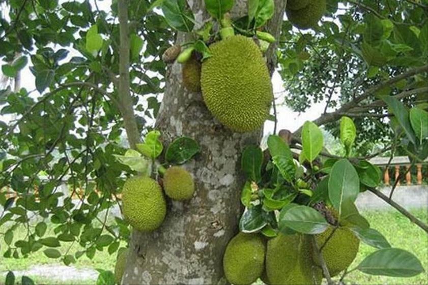 百种味道的果子,百种果实图片