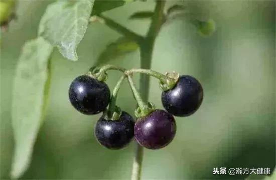 今天学个中药——龙葵（洋柿子）