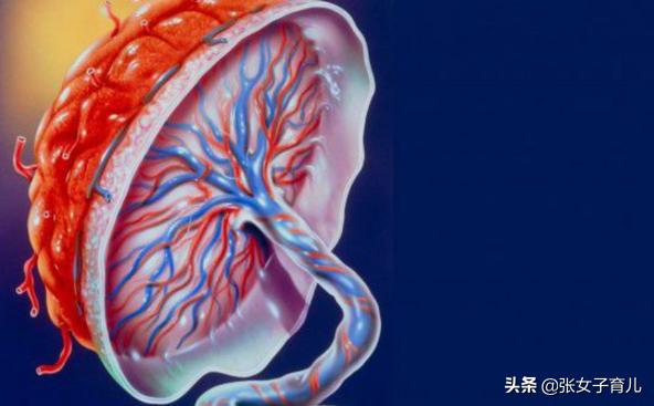 分娩完胎盘怎么处置,分娩后胎盘和脐带怎么办