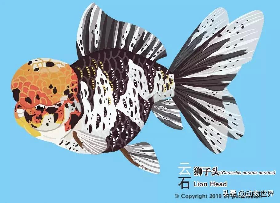 狮子金鱼品种,红头狮子金鱼