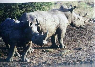 现在灭绝的物种有哪些,中国有哪些已经灭绝了的物种