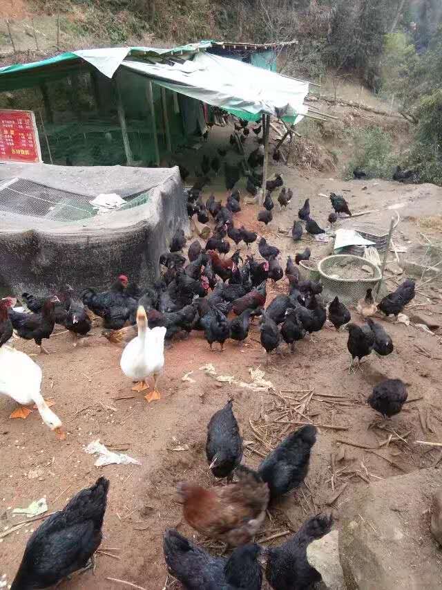 鏉ㄦ椽鍒氬勾鏀跺叆澶氬皯,濞佷俊澶ф渤闀囨潹娲垰