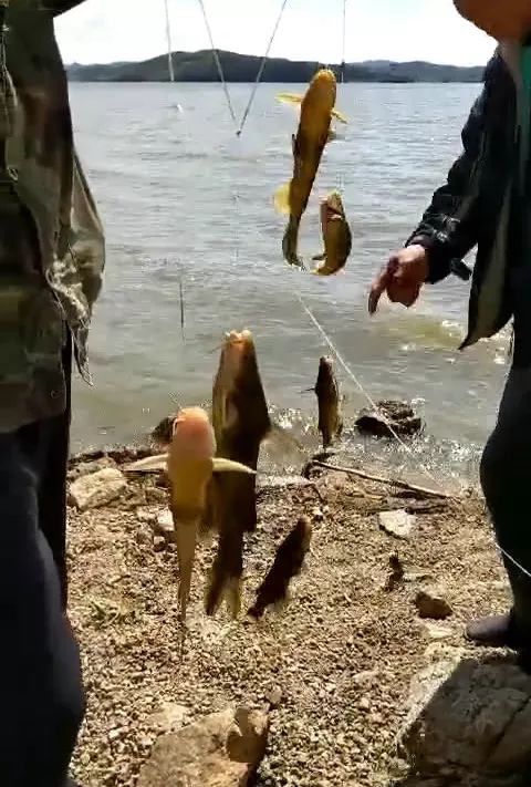 秋冬黄颡头鱼怎么钓,黄颡饵料可以钓什么鱼